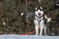 Beautiful cute husky smiling portrait with forest in winter